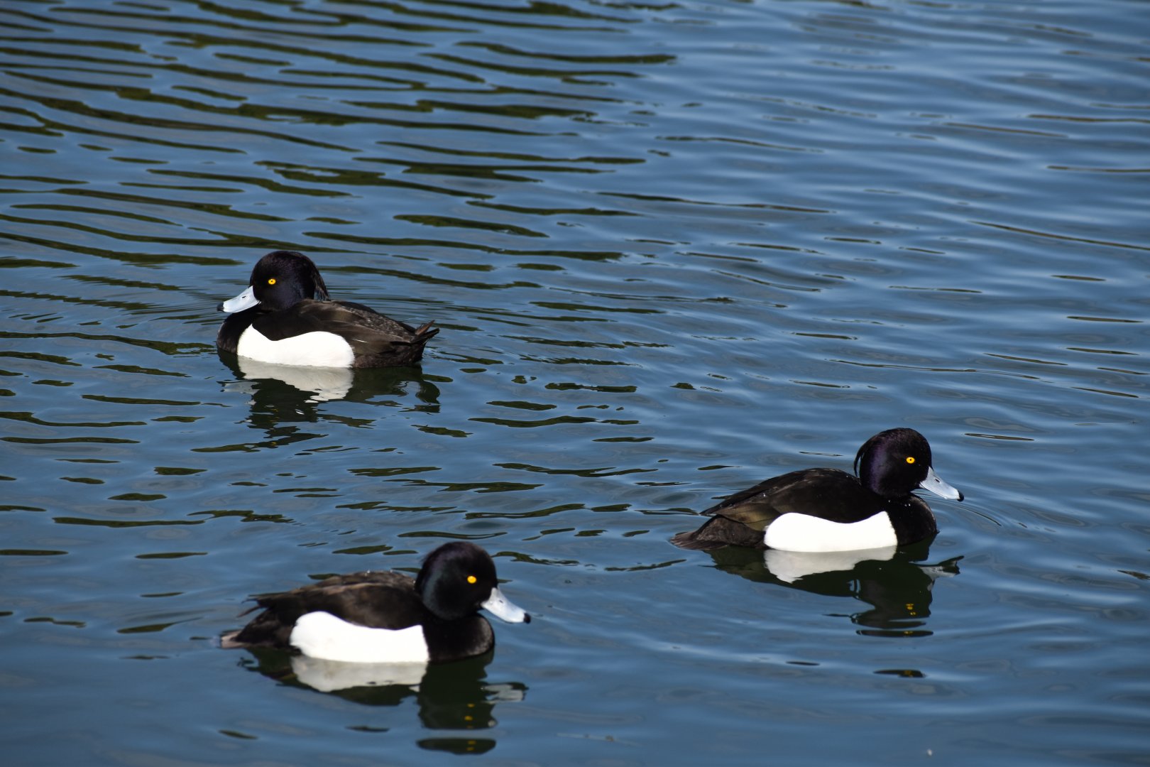 Tufted Duck ~ Imperial Palace