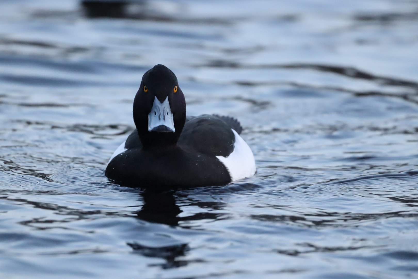 Tufted Duck, male