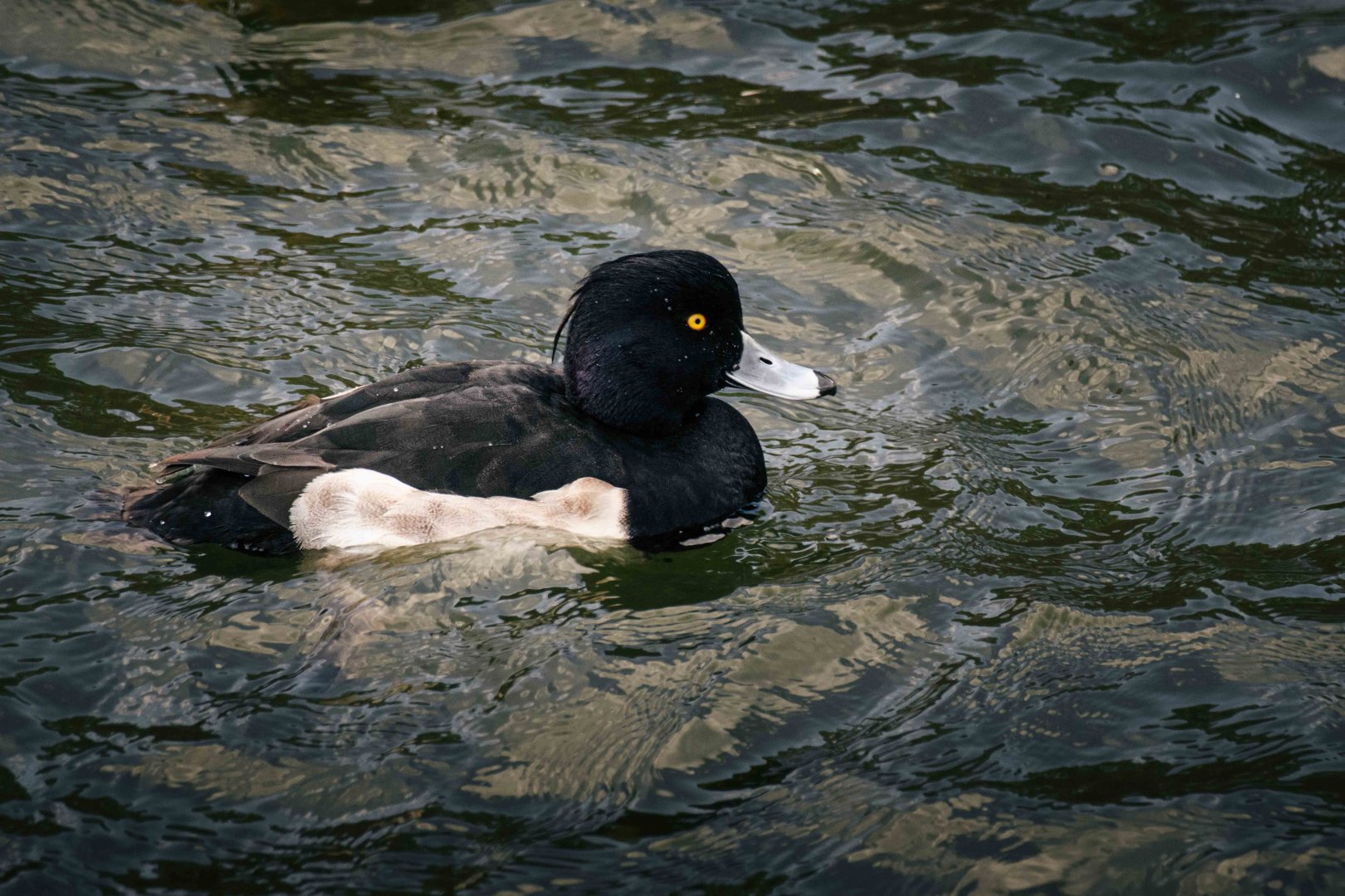 Tufted Duck - Osaka Castle Park