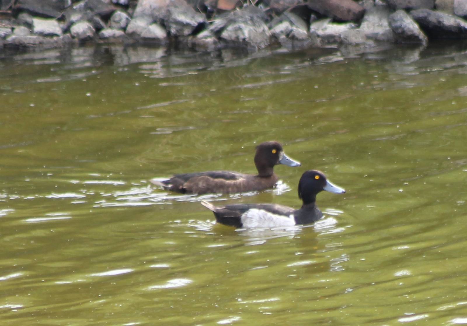Tufted duck-pair