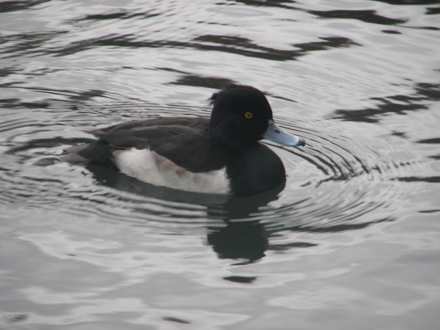 Tufted duck, Phoenix Park, Dublin