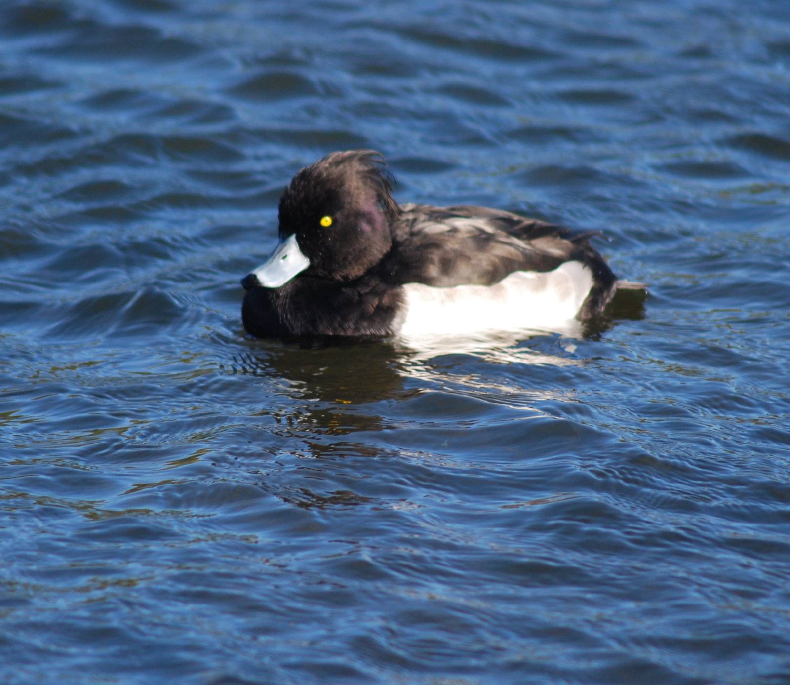 Tufted Duck SV RSPB