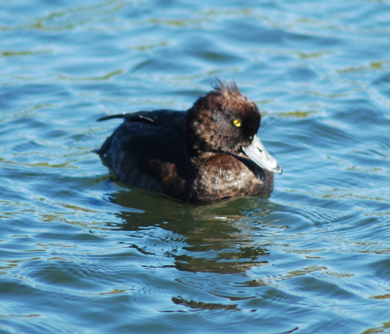 Tufted Duck SV RSPB