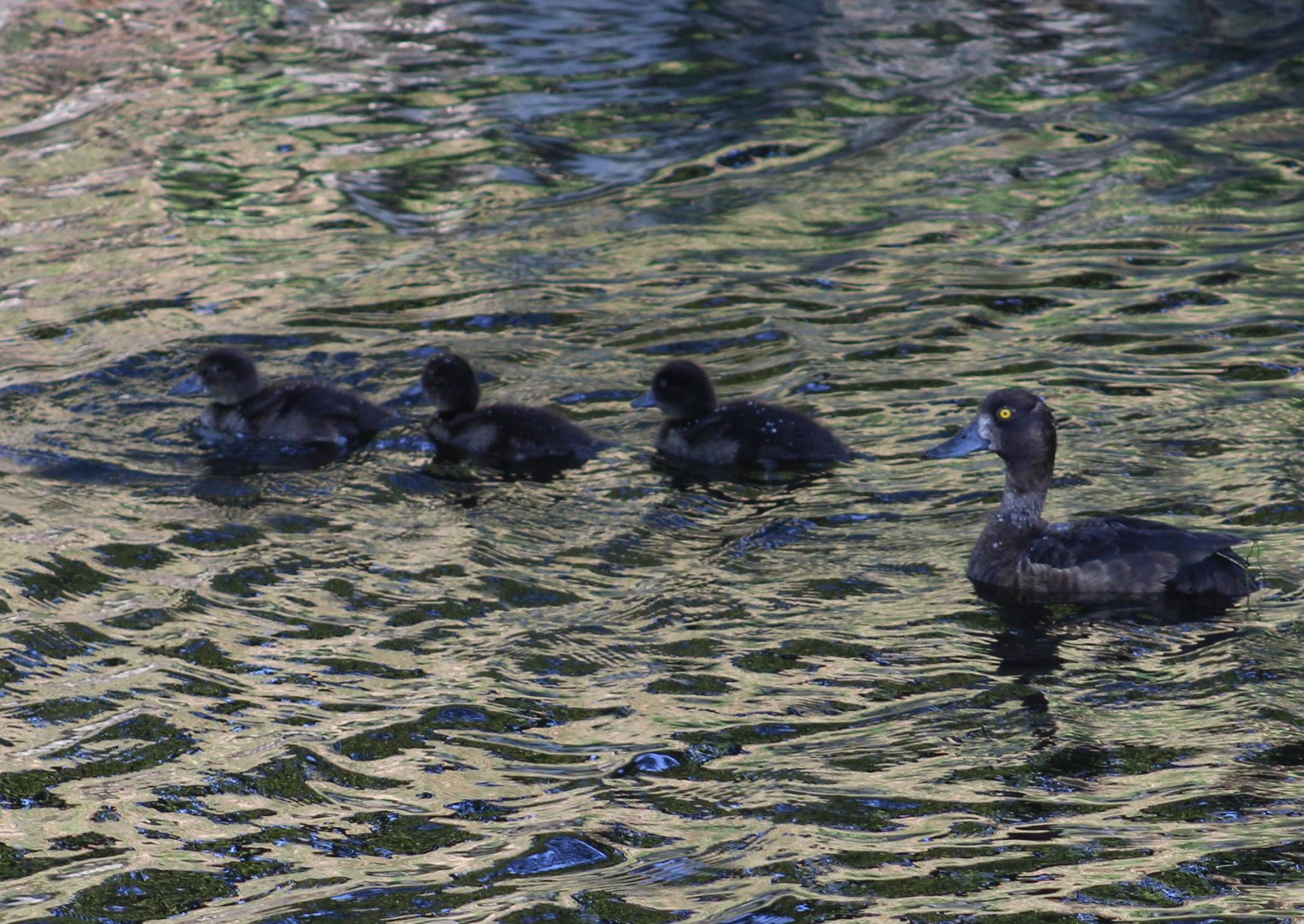 Tufted duck with ducklings