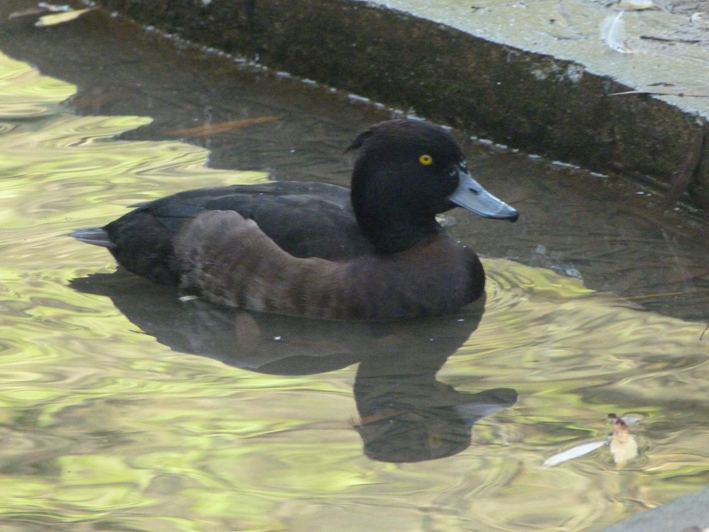 Tufted duck -Zoo de Santillana del Mar (2024)
