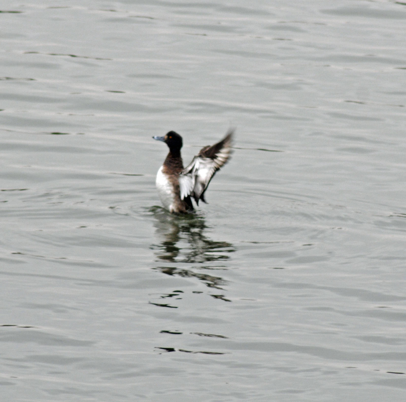 Tufted Duck