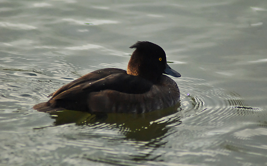 tufted duck