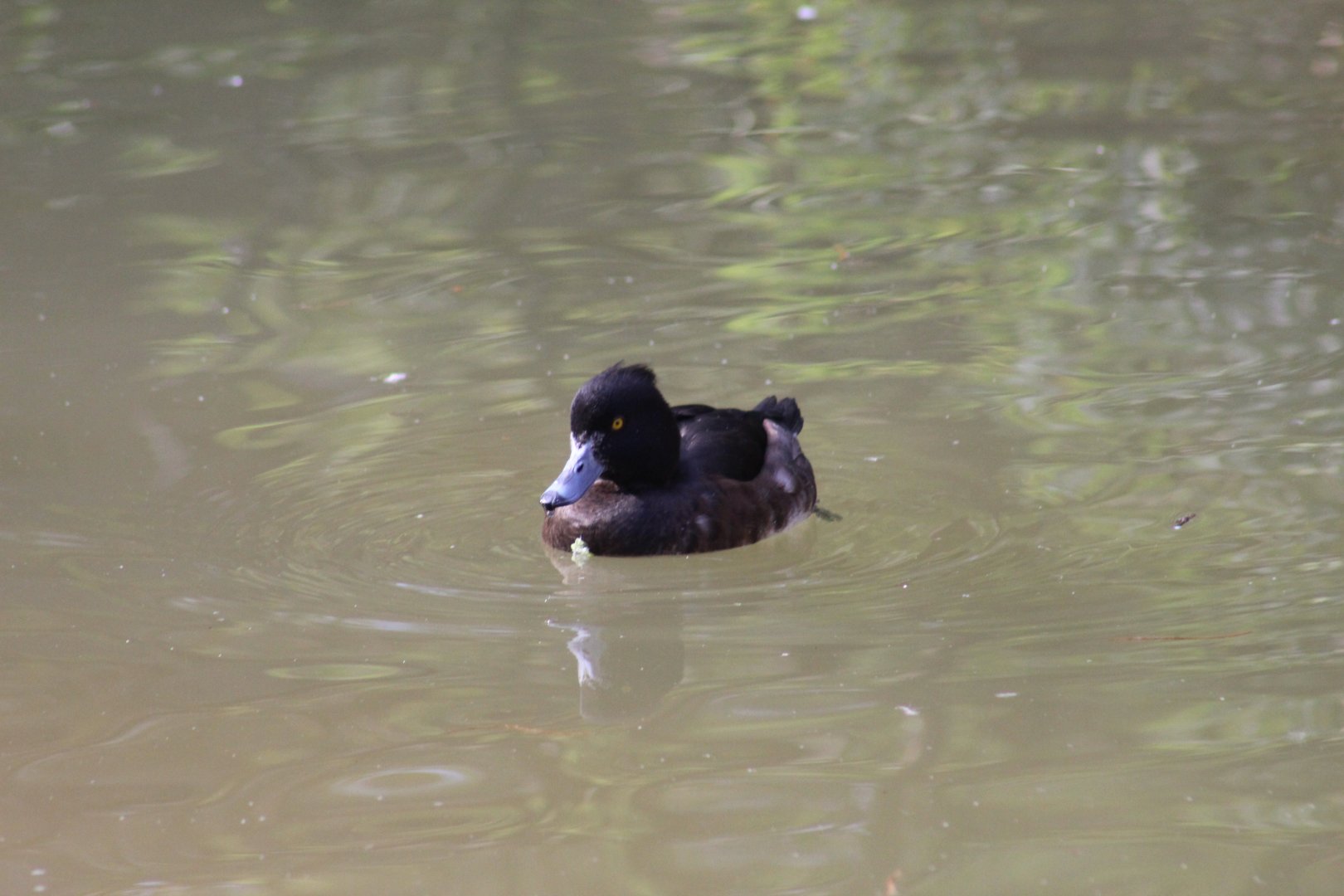 Tufted Duck??