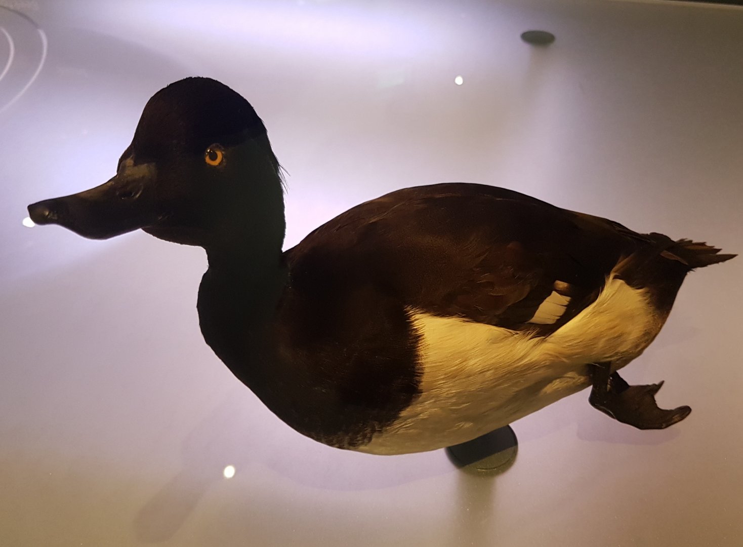 Tufted duck