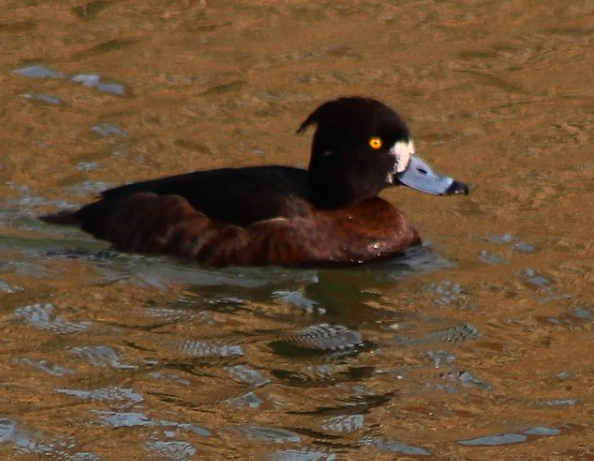 Tufted duck
