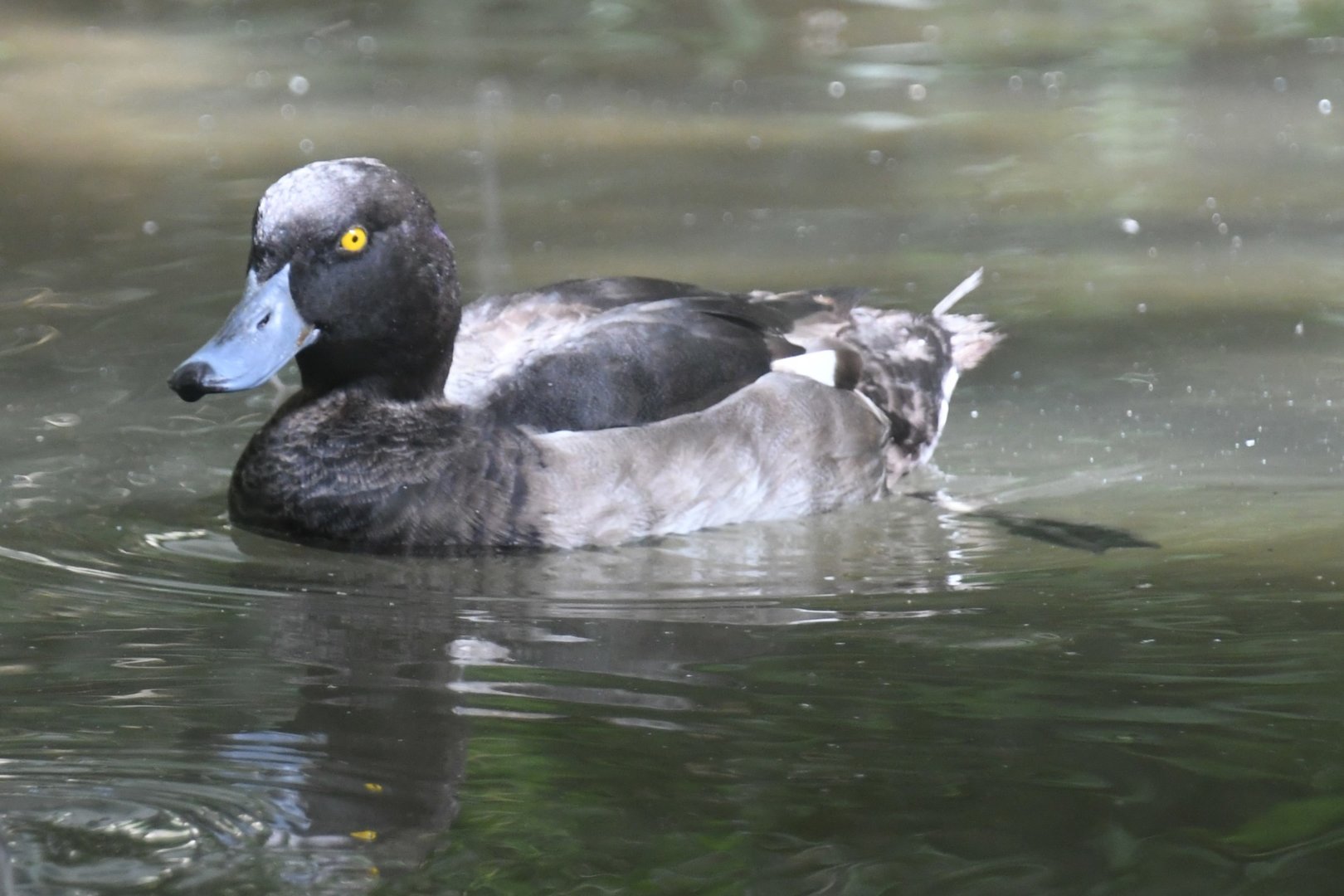 Tufted Duck
