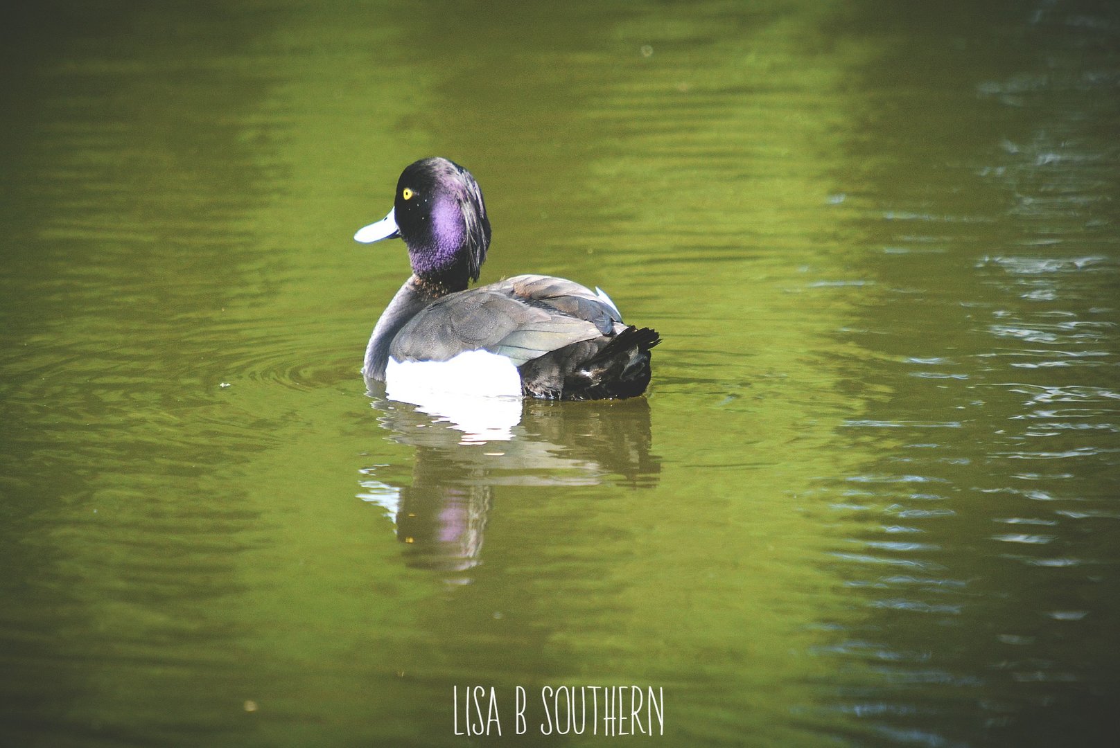 tufted duck