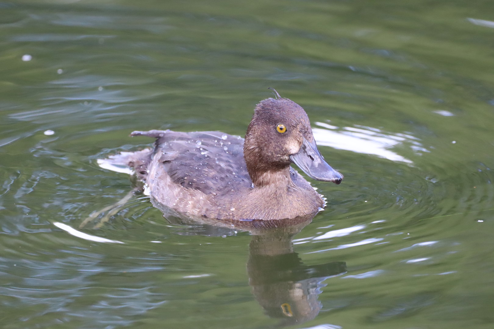 Tufted Duck