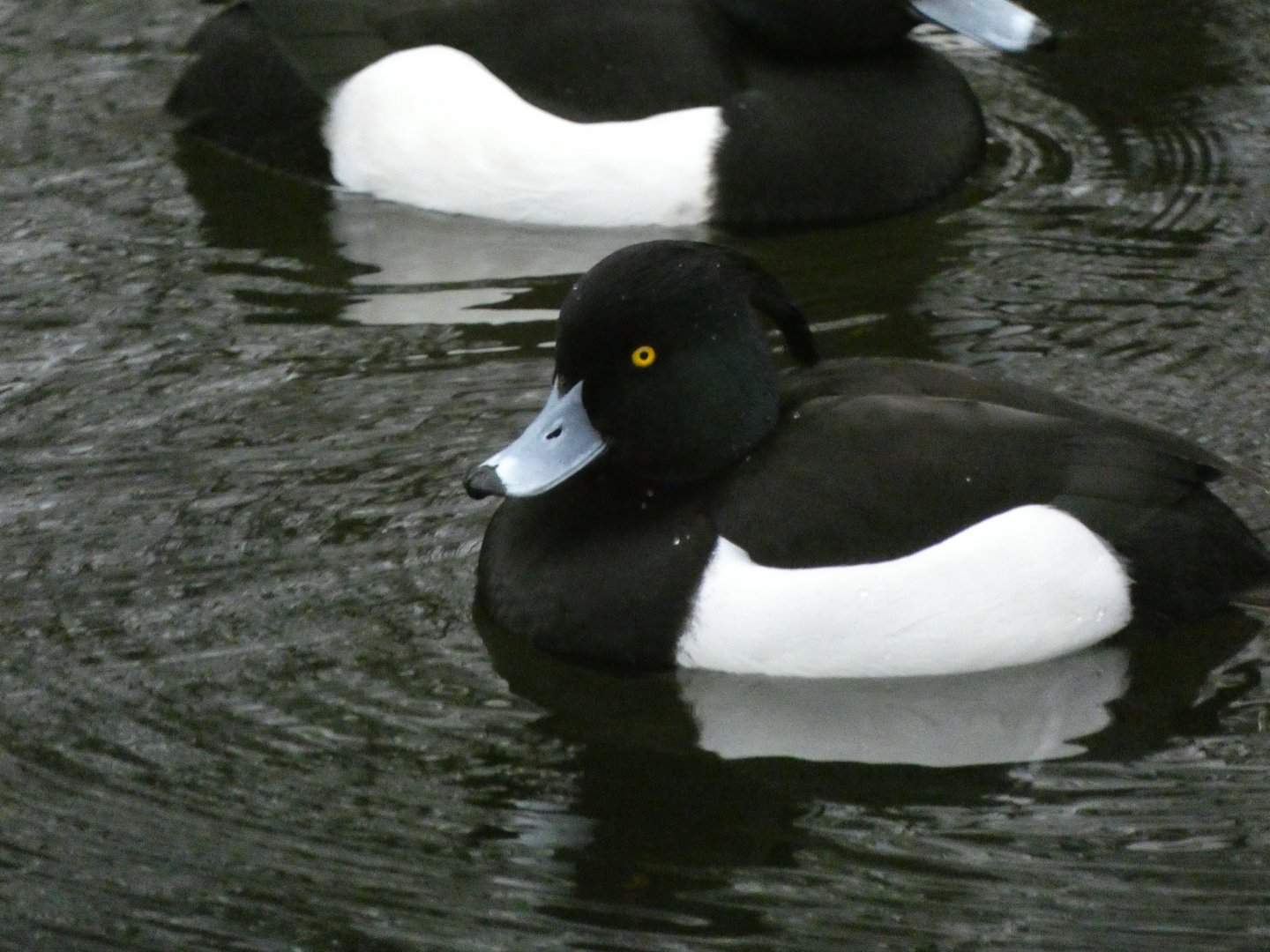 Tufted duck