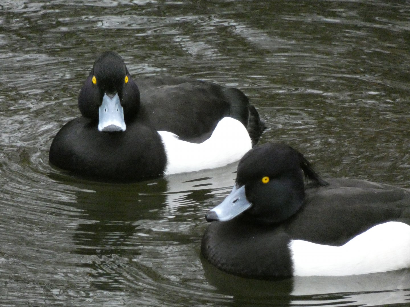 Tufted duck