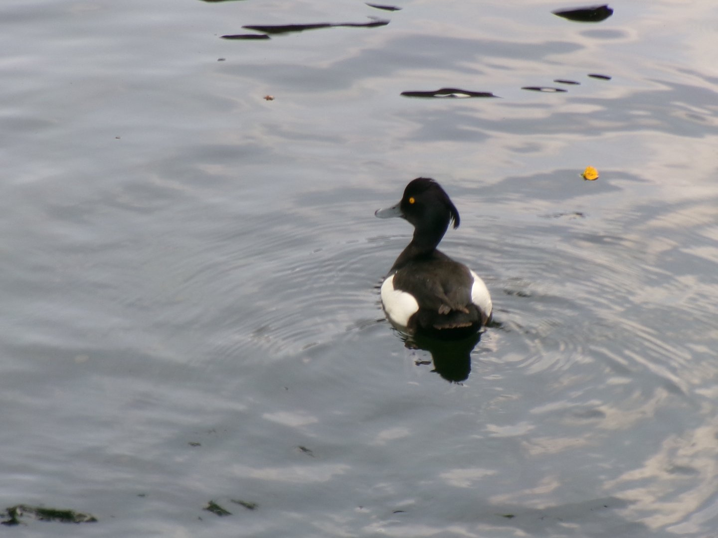 Tufted duck