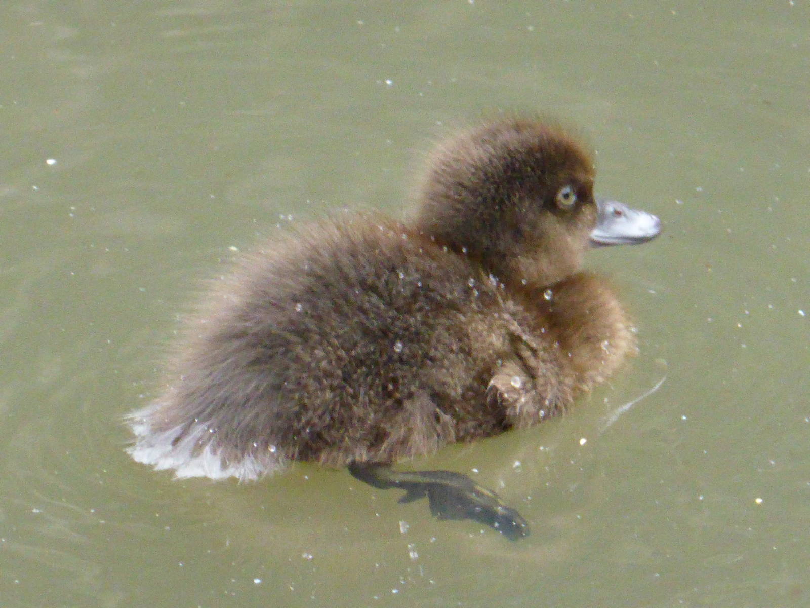 Tufted duckling