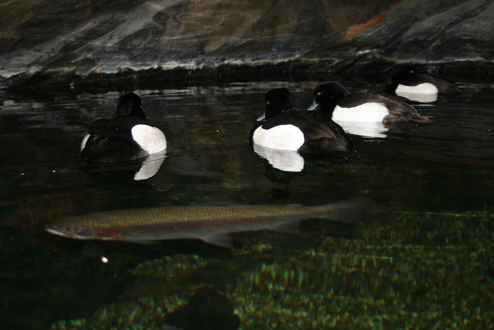Tufted ducks and Rainbow trout