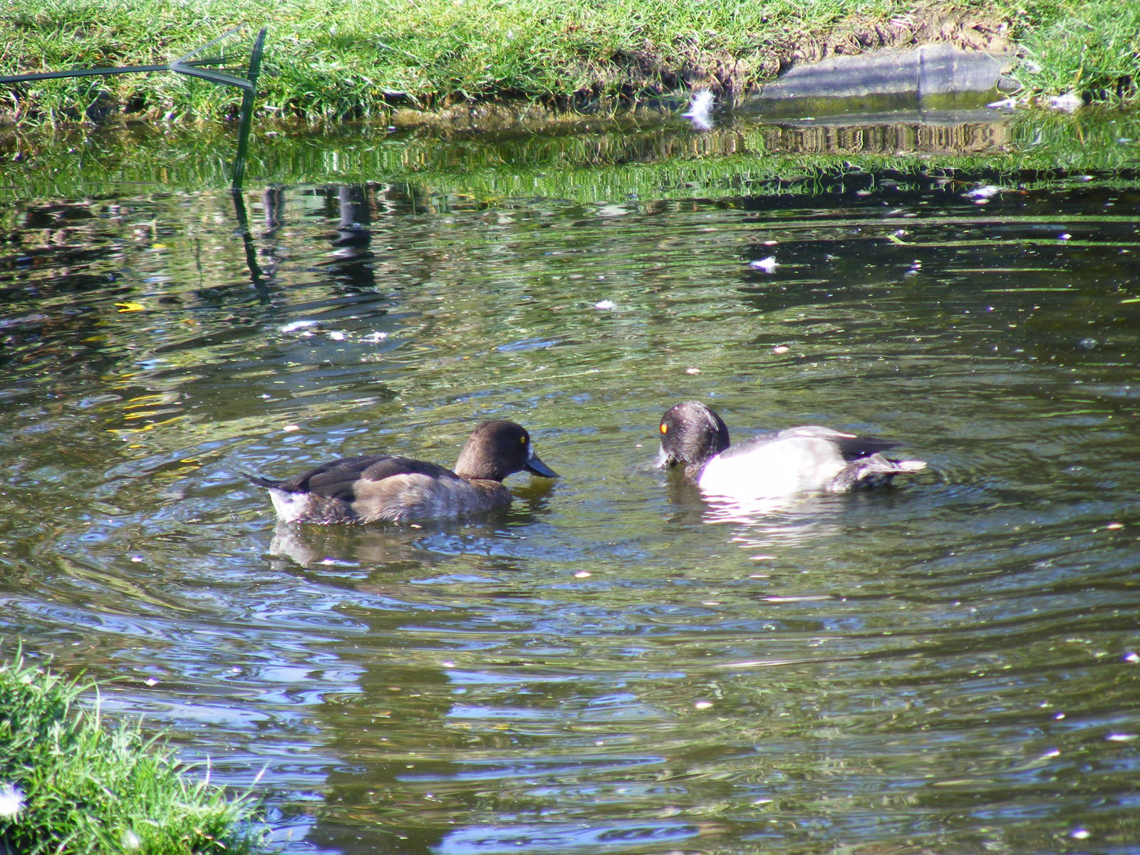 Tufted ducks at Tropical Wings, 13 September 2011