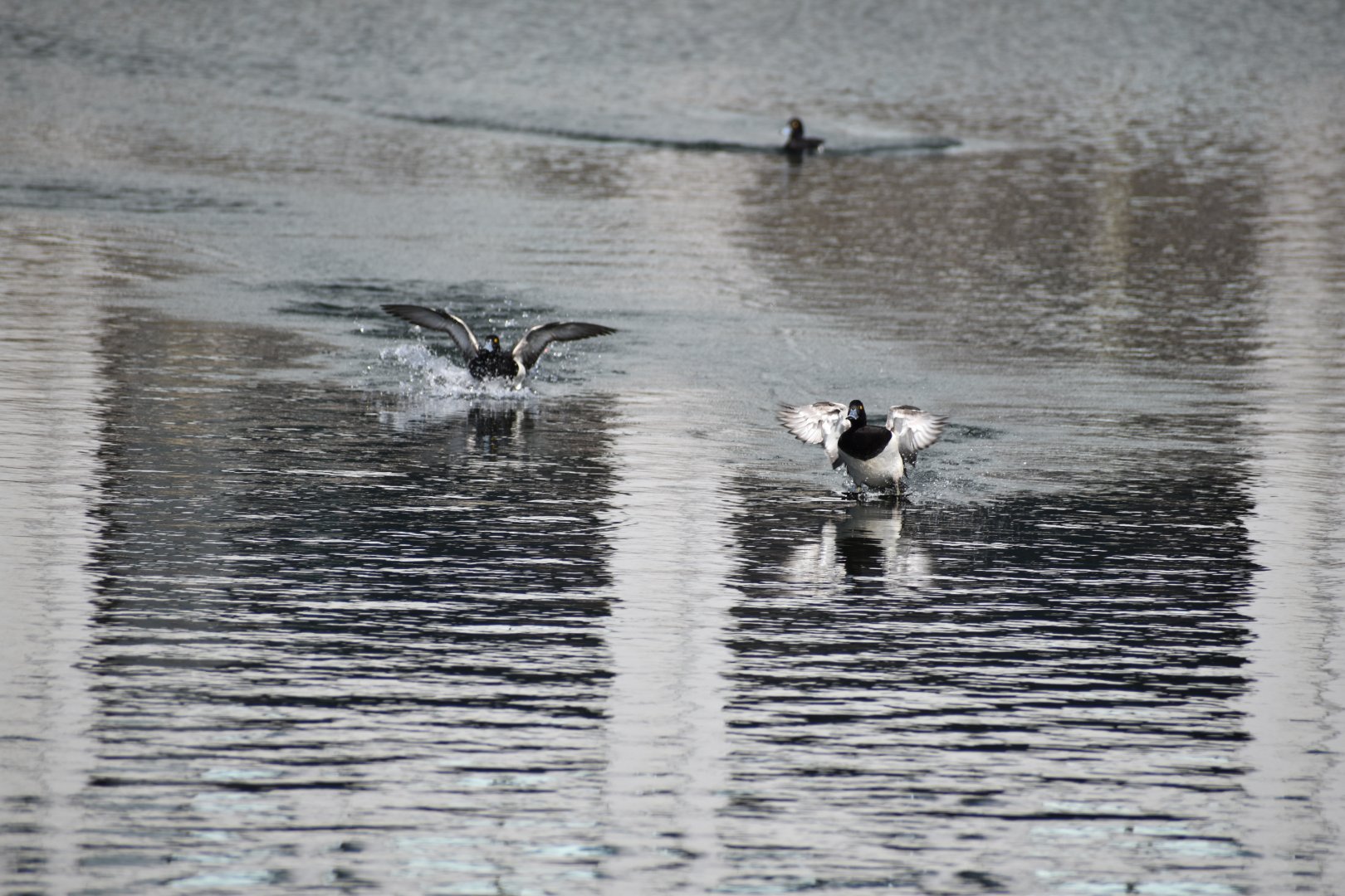 Tufted Ducks ~ Imperial Palace
