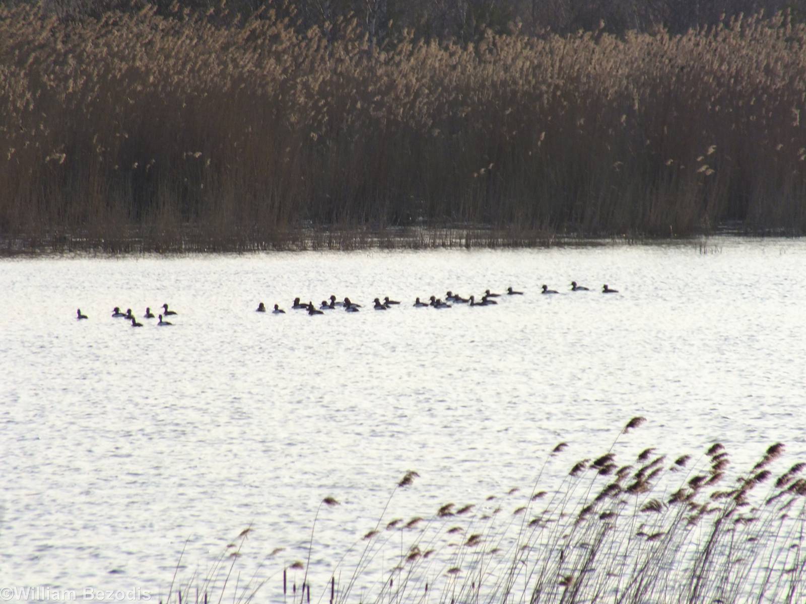 Tufted Ducks - Ptasi Raj Nature Reserve