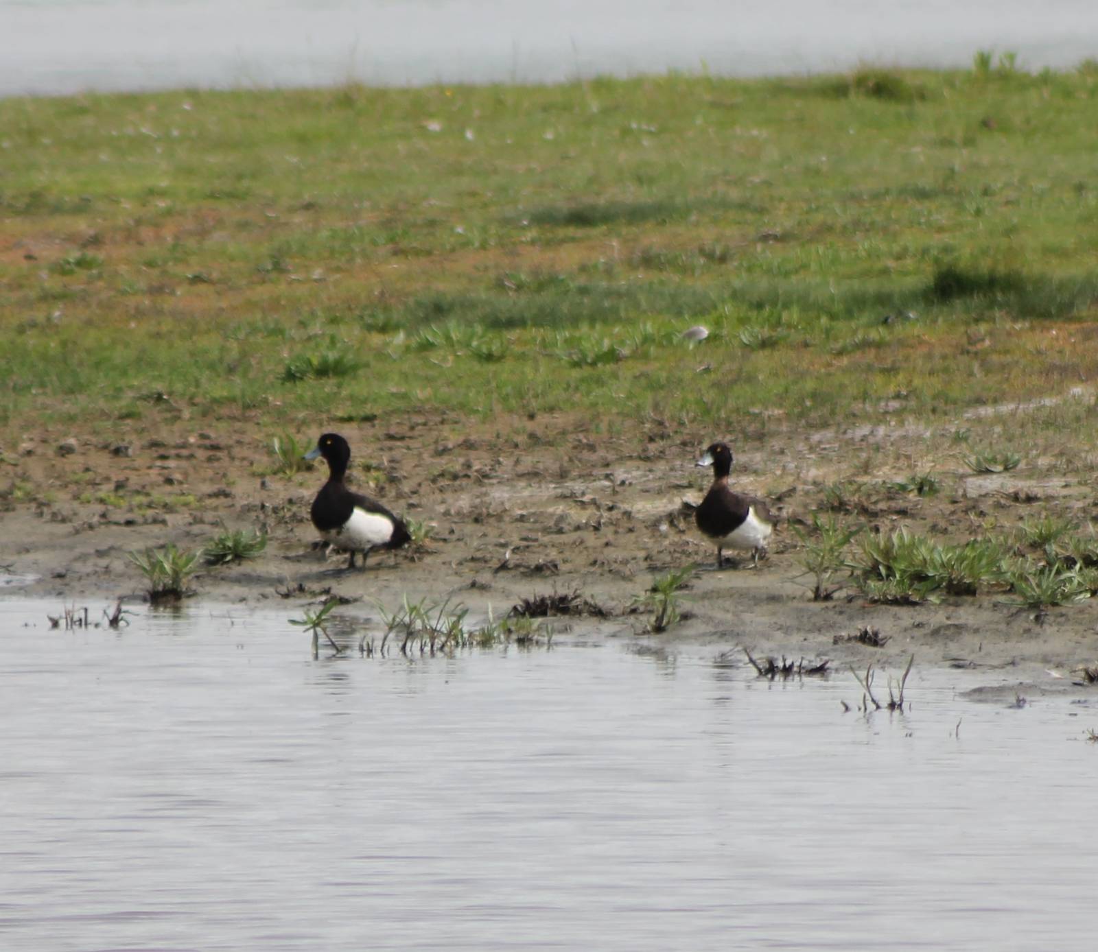 Tufted ducks