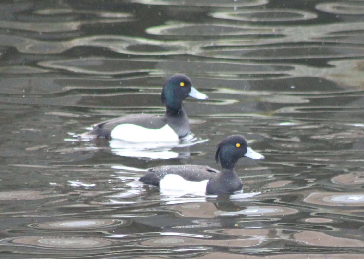 Tufted ducks