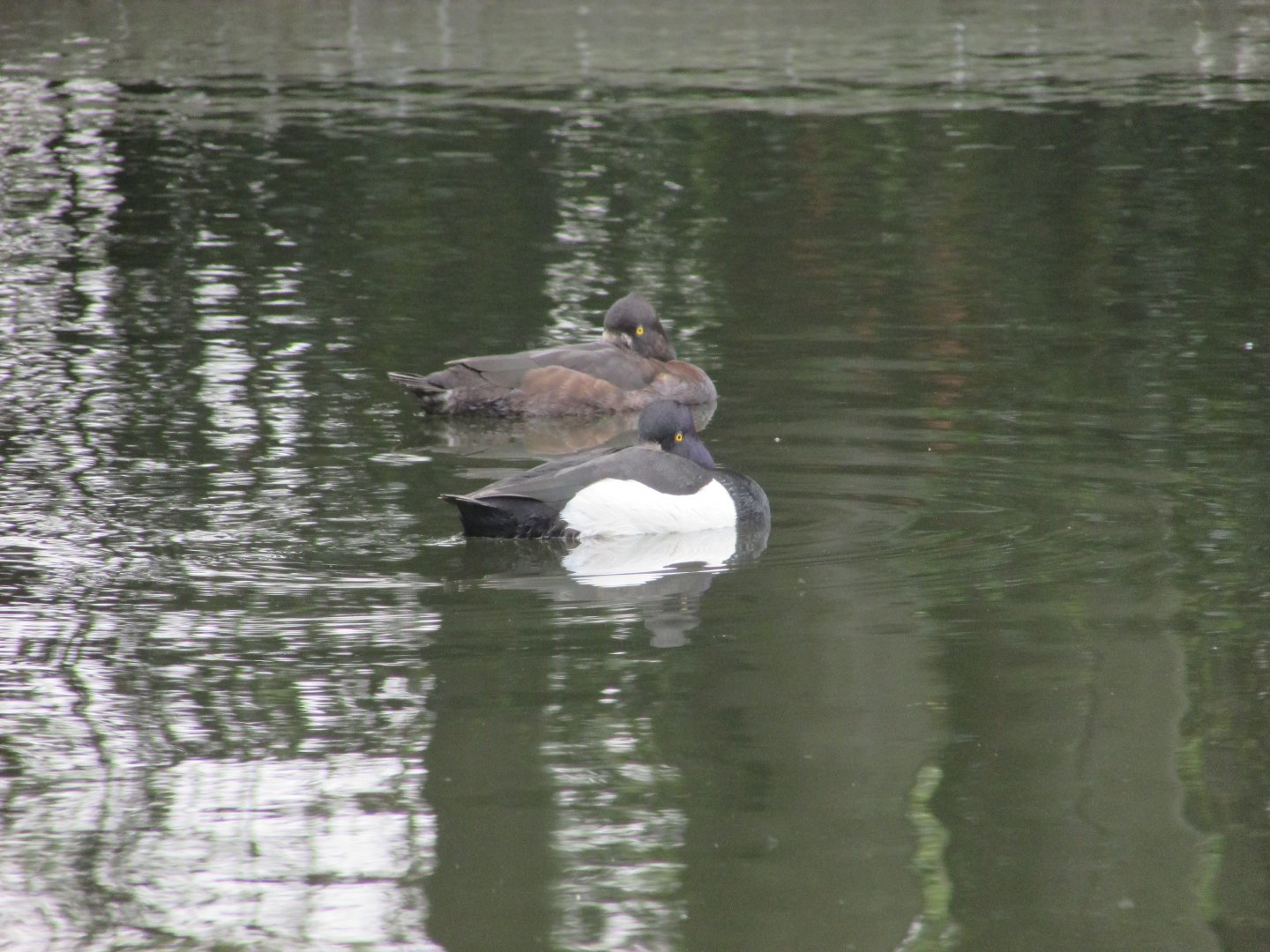 Tufted ducks