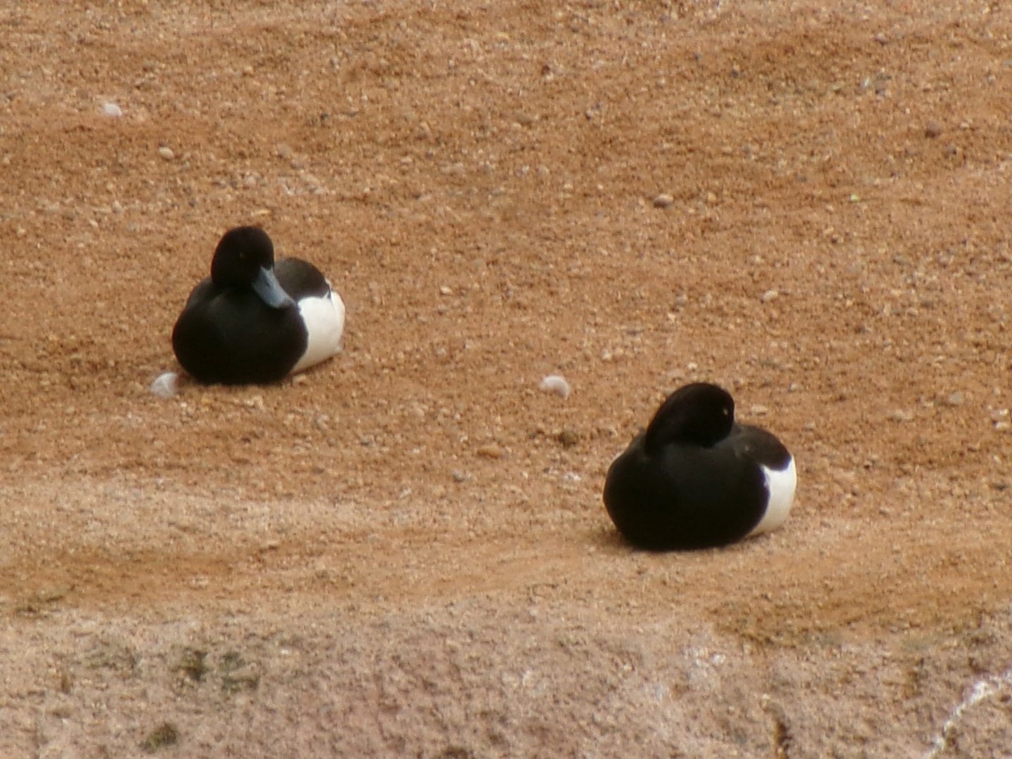 Tufted ducks