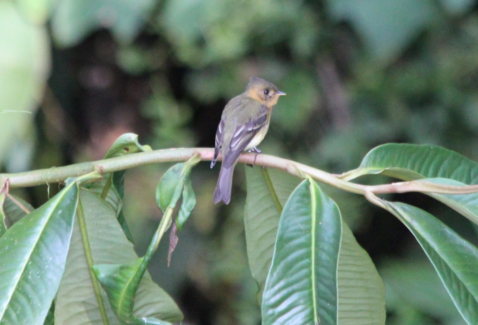 Tufted Flycatcher - Mar 2019