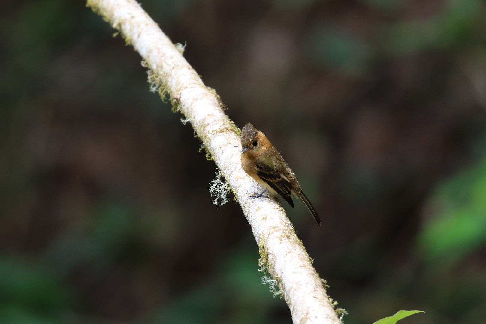 Tufted Flycatcher