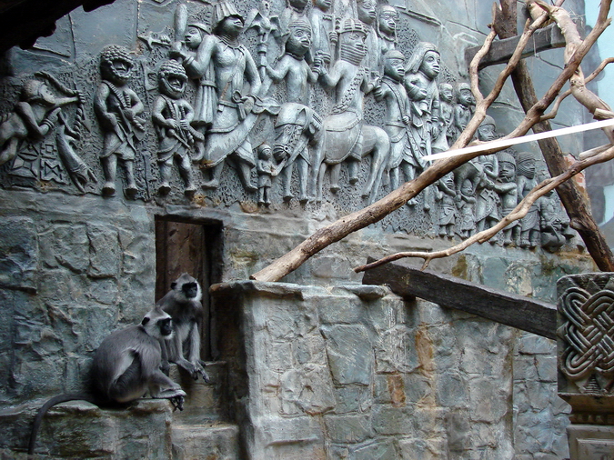 Tufted Grey Langur exhibit