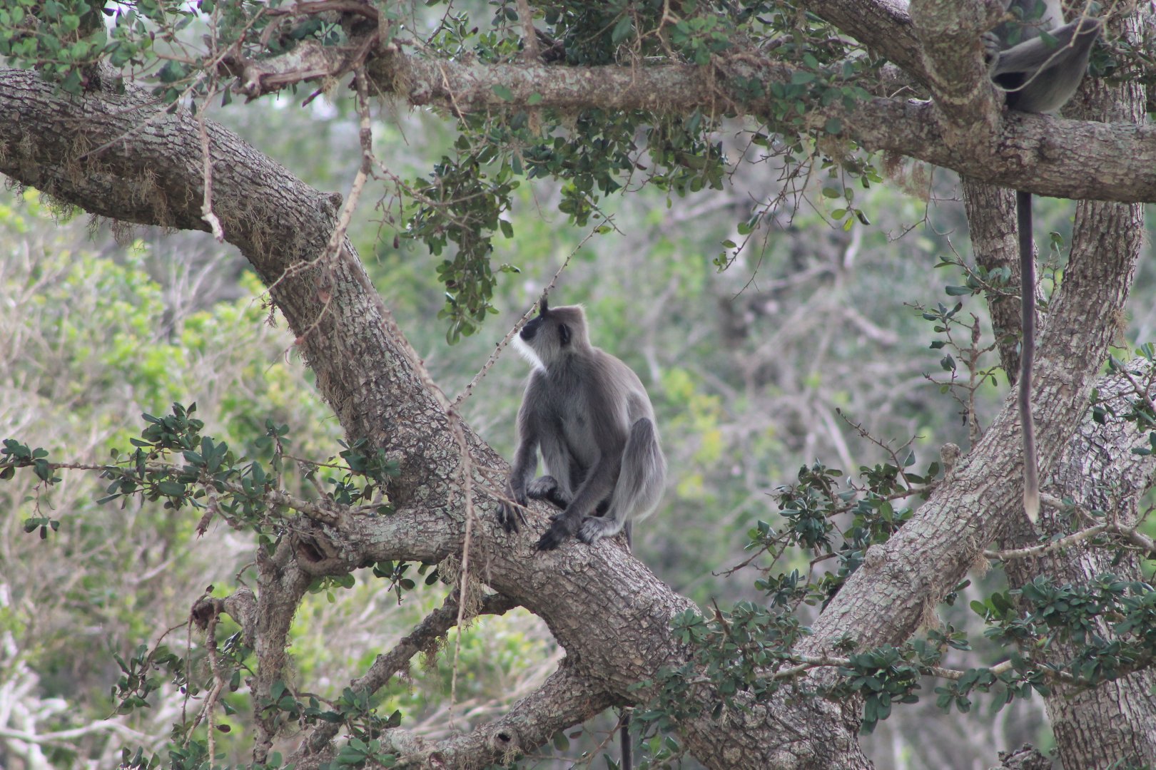 Tufted Grey Langur (Semnopithecus priam thersites)