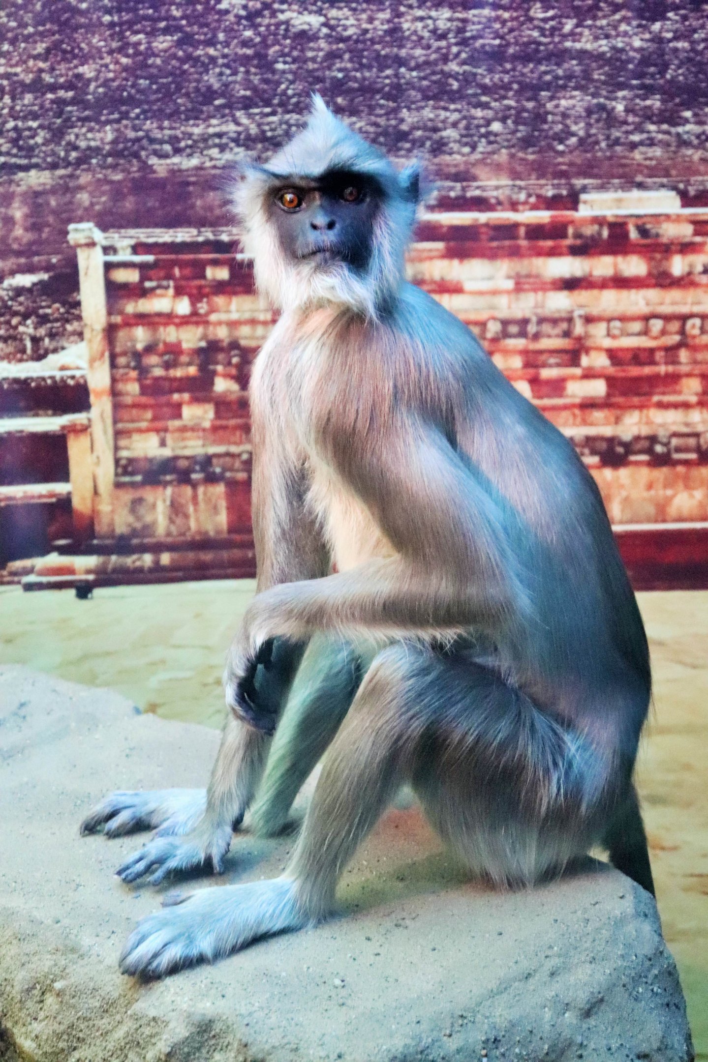 Tufted Grey Langur (Semnopithecus priam thersites)