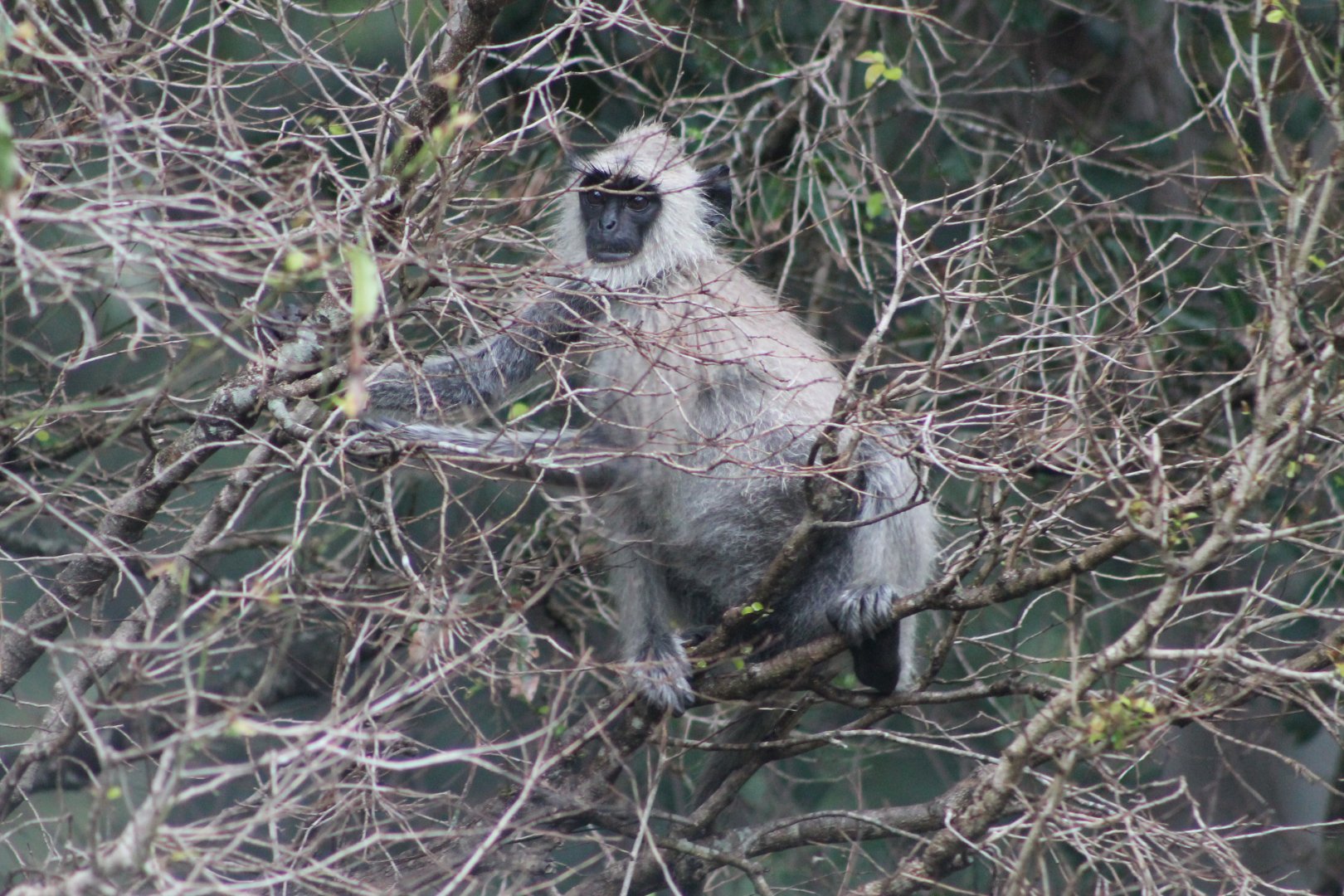 Tufted Grey Langur (Semnopithecus priam)