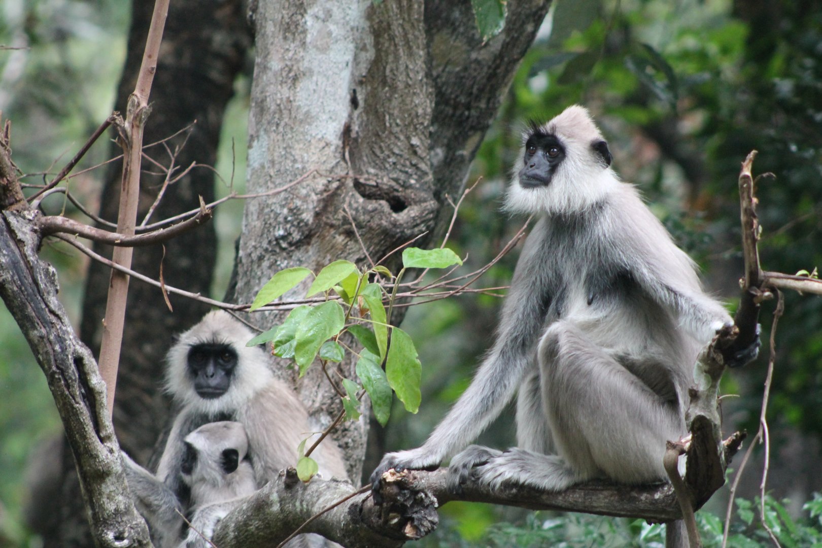 Tufted Grey Langur (Semnopithecus priam)