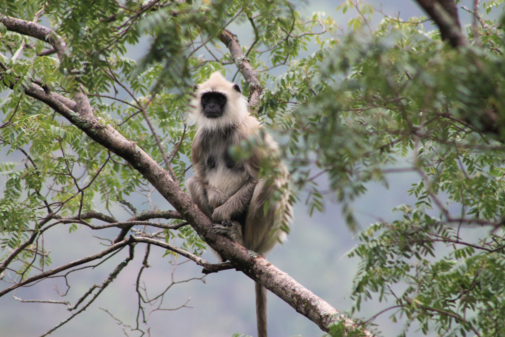 Tufted Grey Langur (Semnopithecus priam)