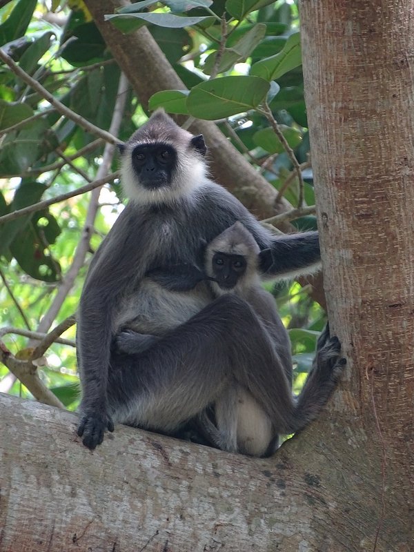 Tufted grey langur