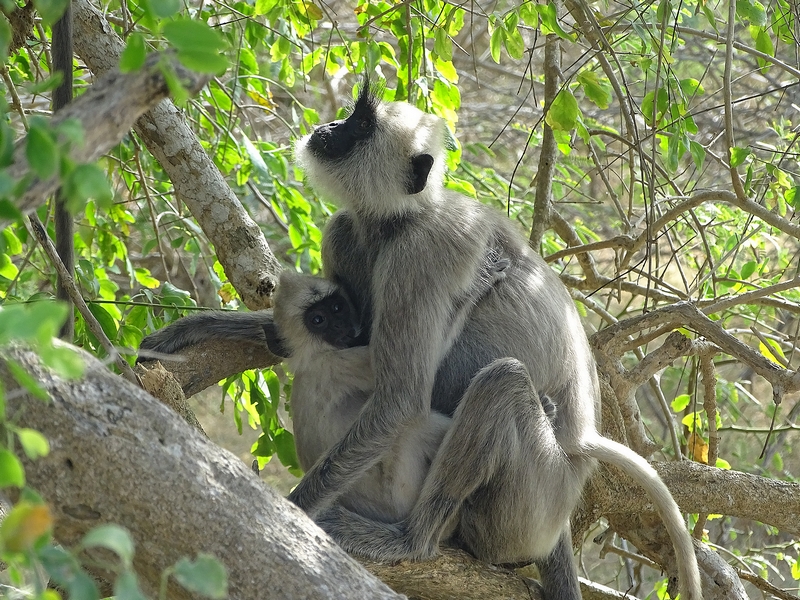 Tufted grey langur