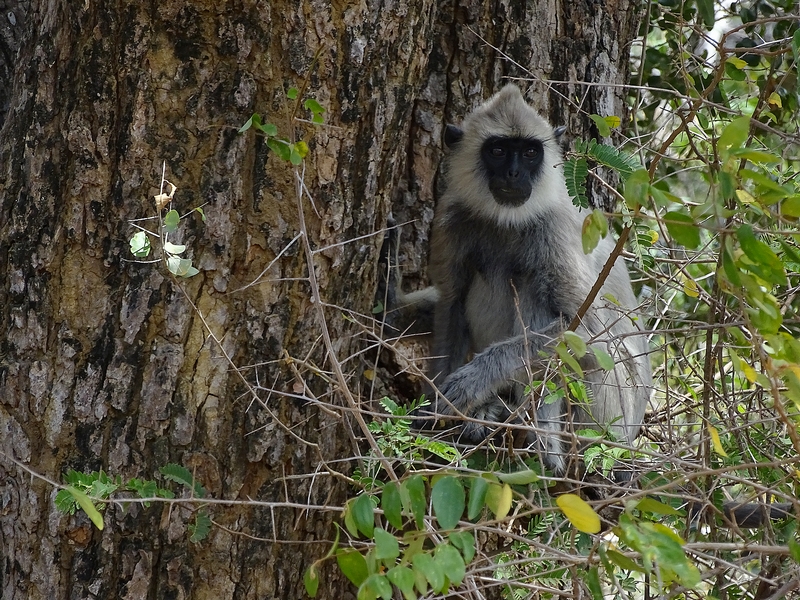 Tufted grey langur