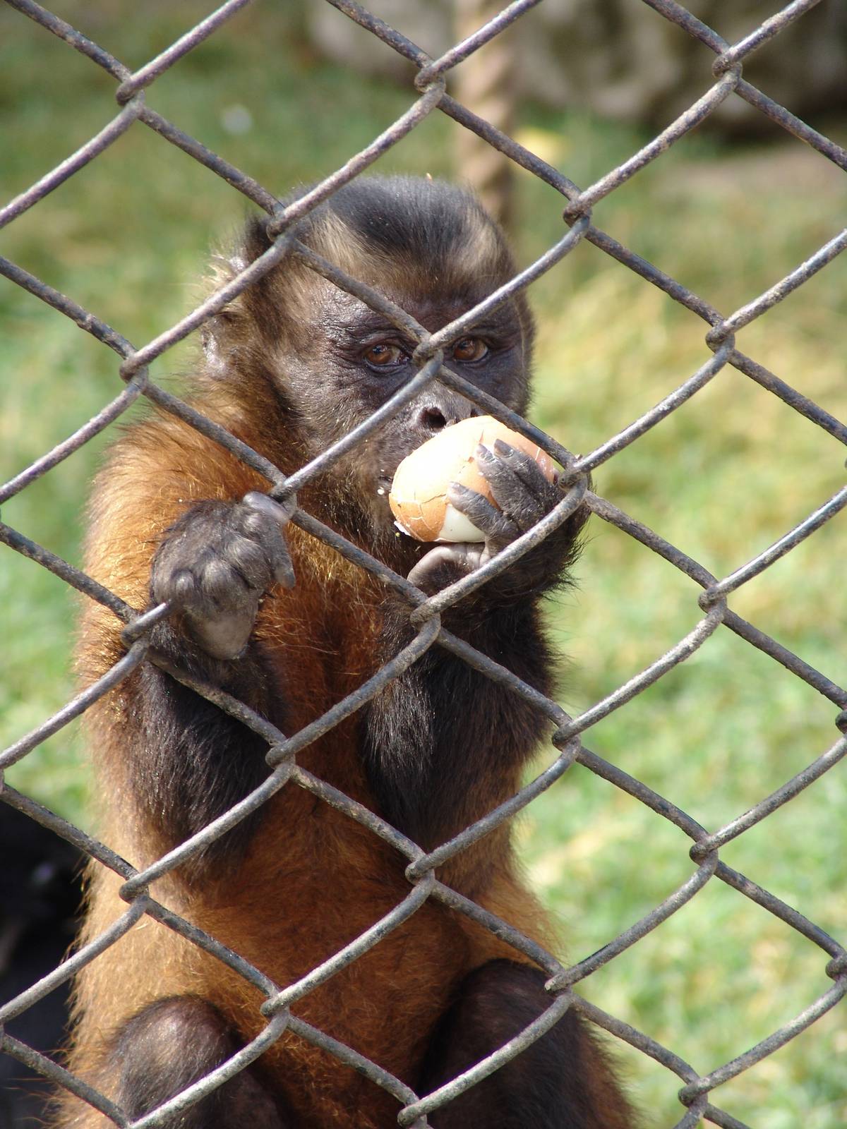 Tufted or Brown Capuchin (Cebus apella)