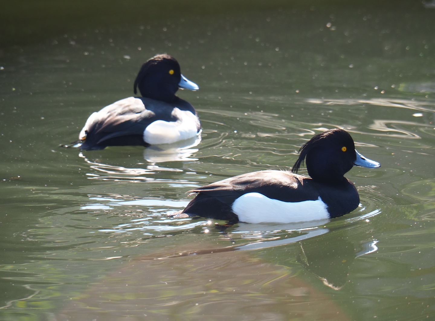 Tufted pochard (Aythya fuligula), 2019-03-30