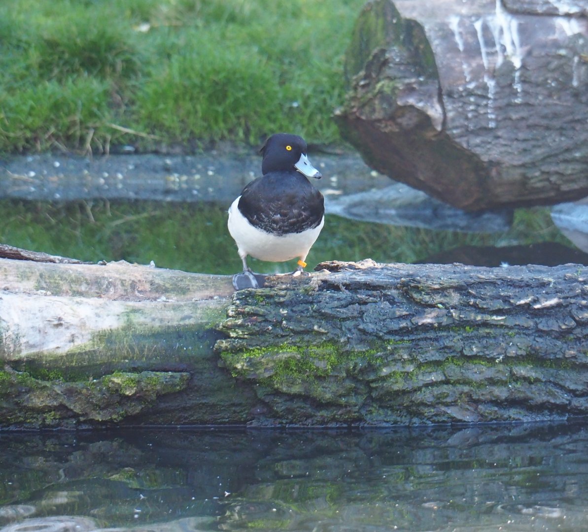 Tufted pochard (Aythya fuligula), Oct 13th, 2018