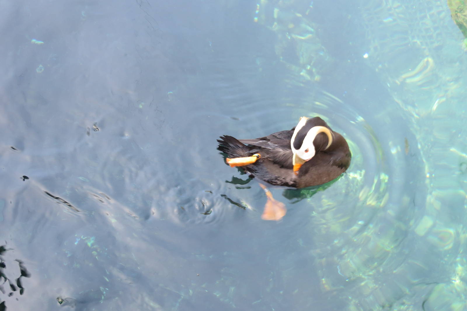 Tufted Puffin 160515