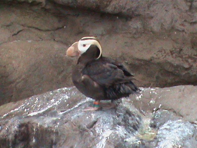 tufted puffin 190911