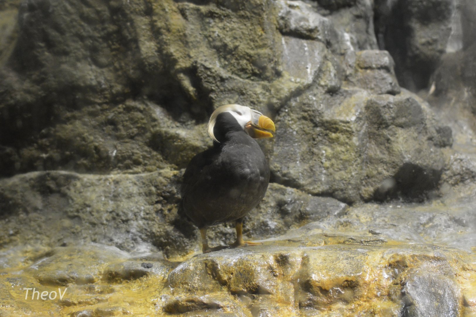 Tufted puffin [2017]