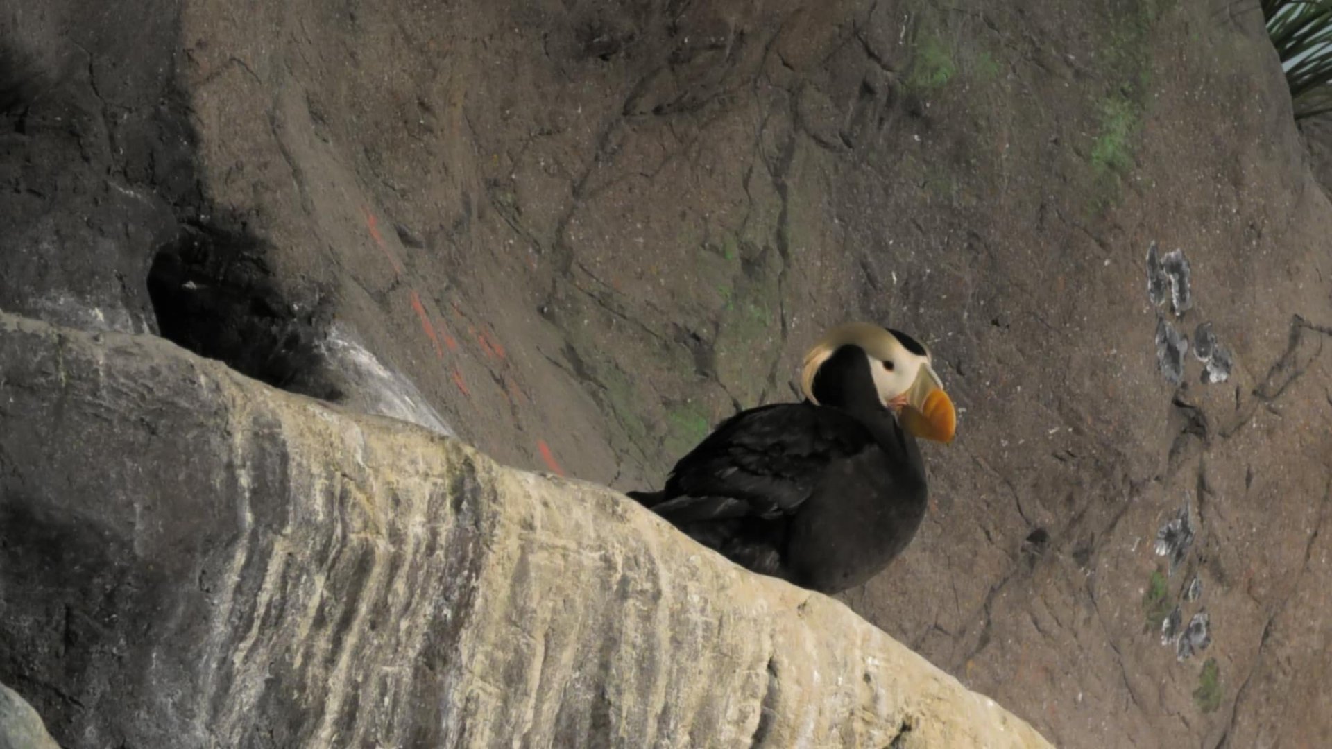 Tufted puffin again