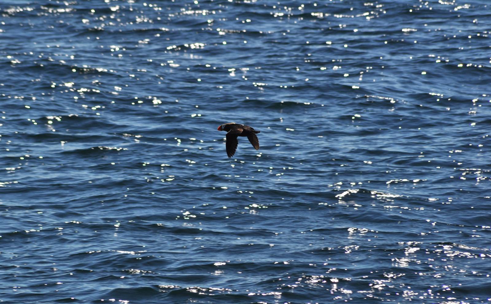 Tufted Puffin - Alaska