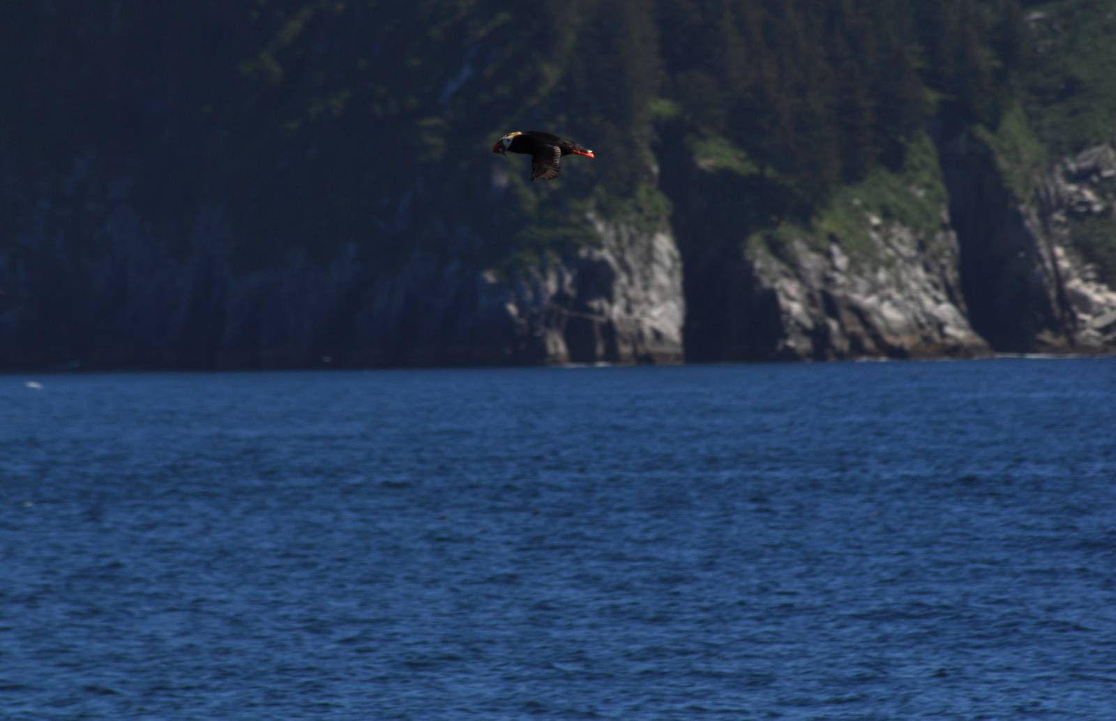 Tufted Puffin - Alaska