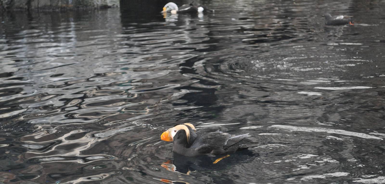 Tufted Puffin and King Eider